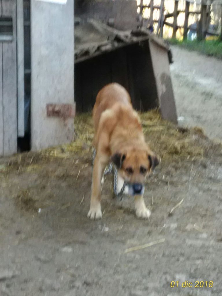 La storia di SOLO (un cane come tanti) IMG 20190120 WA0020