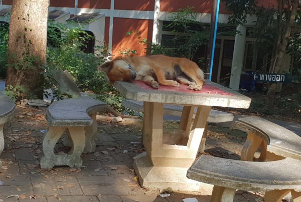 Piccolo reportage sulla situazione degli animali in Thailandia - editoriali - foto cane tavolo 600x403 - foto cane tavolo 600x403 - Piccolo reportage sulla situazione degli animali in Thailandia - editoriali-