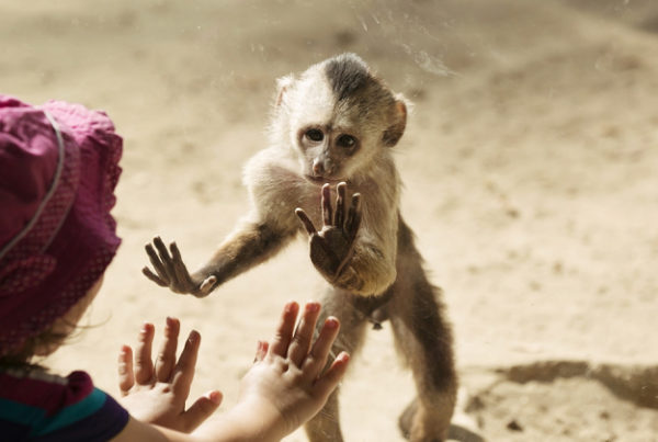 LA LIBERTA' DI VIVERE (lettera aperta agli animali) - senza-categoria, editoriali - libertà 600x403 - libertà 600x403 - LA LIBERTA' DI VIVERE (lettera aperta agli animali) - senza-categoria, editoriali-