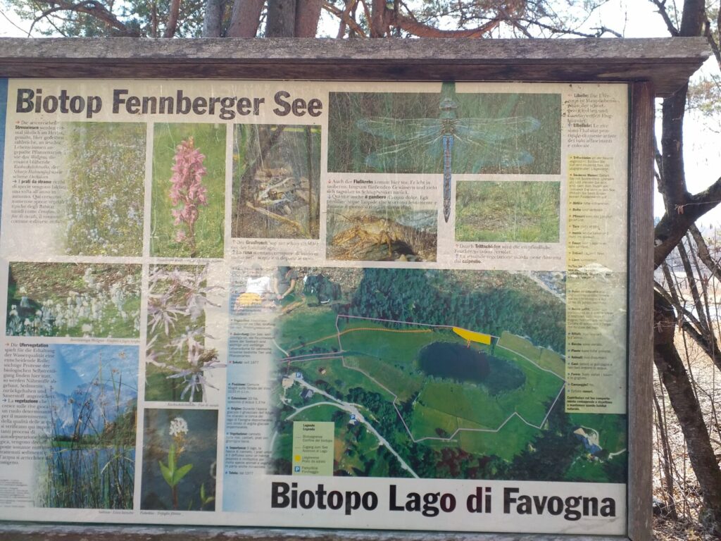 La gita al lago di Favogna, e lo sfruttamento dei cavalli (lo specismo impera sovrano ovunque) biotopo
